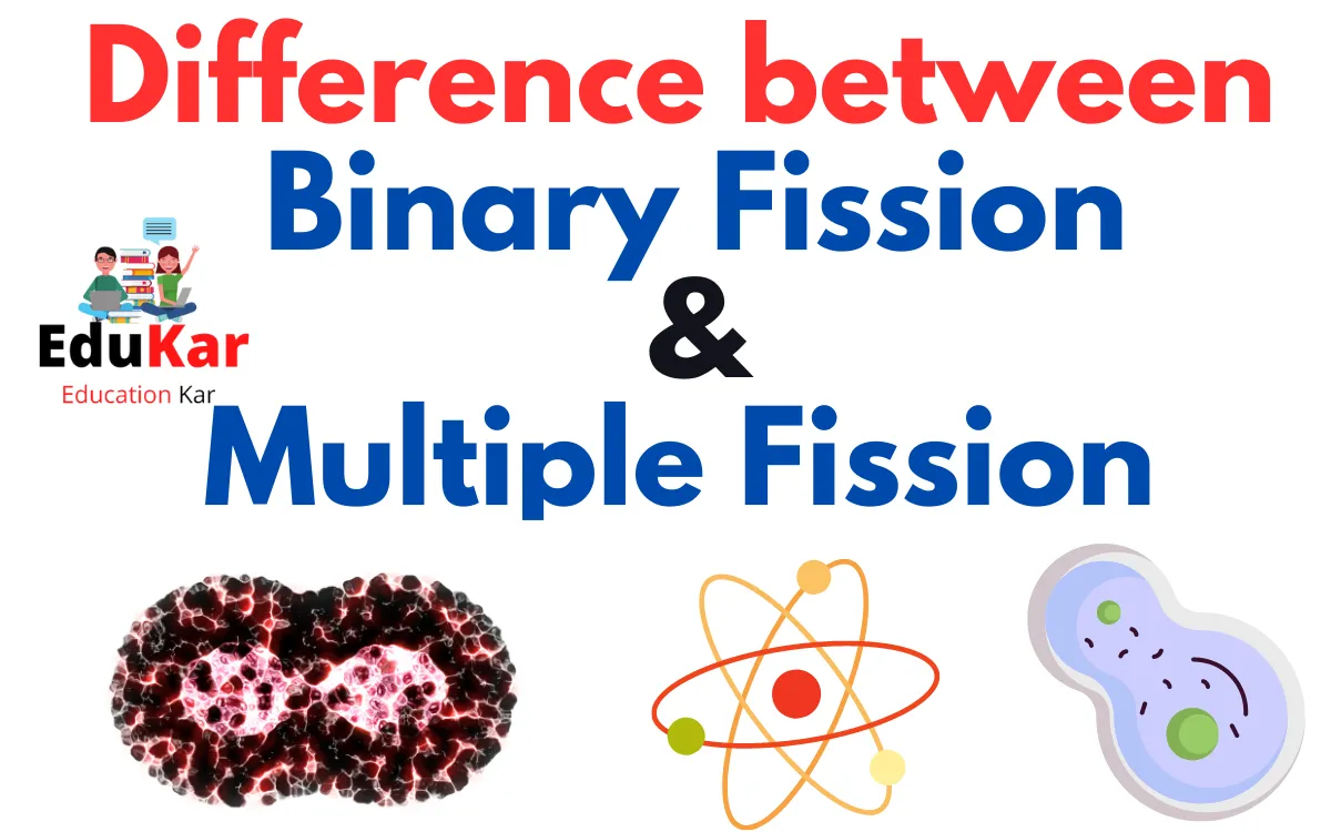 Difference Between Binary Fission and Multiple Fission