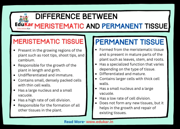 Difference between Meristematic Tissue and Permanent Tissue