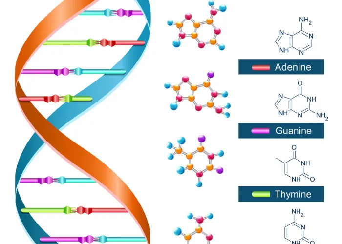 What is the Importance of DNA Copying in Reproduction