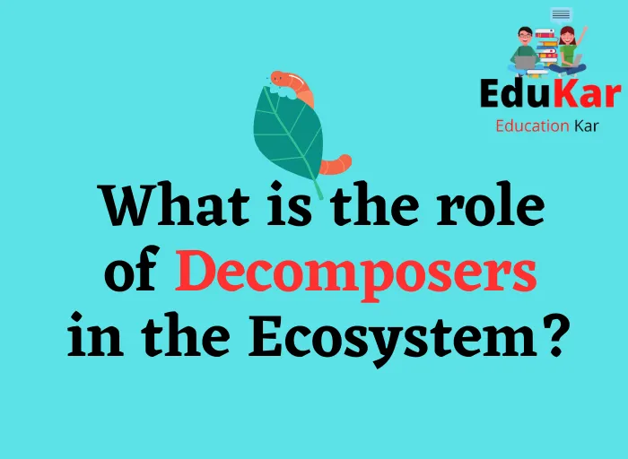 What is the role of Decomposers in the Ecosystem